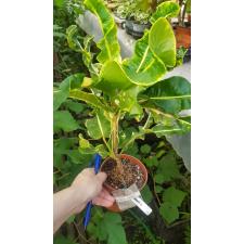 Codiaeum Ai Ya Rate 159