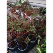 begonia bipinnatifida 9 cm pot