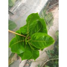 Ficus Altissima pot 21 cm
