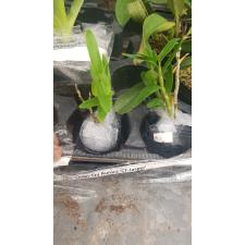 Den. Chian-Tzy Aurora 'CT-Jasper'