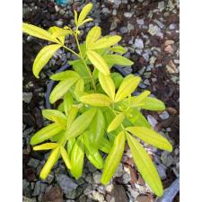 Ravenia spectabilis variegated ‘Pure Gold’ (pink flower 241