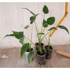 Alocasia cucullata Dwarf