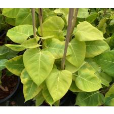 Ficus rumphii ‘Siam After Glow 104