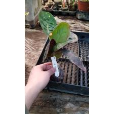 Codiaeum Boosarin.245-246 dekabr
