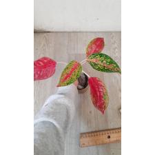 Aglaonema Kwak Sub sp red