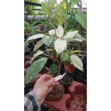 Ficus altissima 'Snow Storm' pot