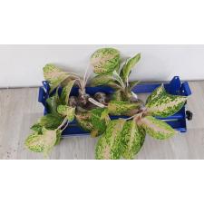 Aglaonema Sum Phao Thong.