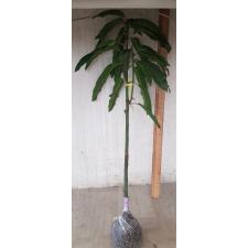 Mangifera indica 'Ratt' (grafted). 198