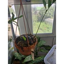 Lecanopteris sp. 'Fat Root Fern' pot