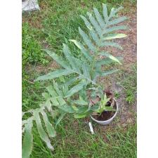 Drynaria quercifolia 'Pinto'  pot 4200p