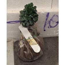 Аглайя одората Карлик / Aglaia odorata Dwarf (S) 3