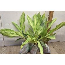 Аглаонема Сириканчана. / Aglaonema Sirikanchana A-119