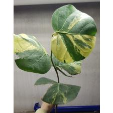 Cocoloba uvifera variegata по 3500р