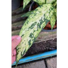 Dieffenbachia Star Bright 371 dekabr