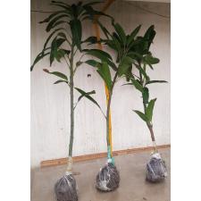 Mangifera indica 'Maha Chanok' (Sunset x Nhang Klang Wan) 196