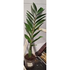 Zamioculcas zamiifolia variegated (short leaf)