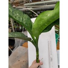 Dieffenbachia Sue Dum 198 уценка