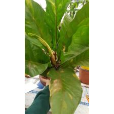 Anthurium variegated sp 10