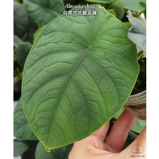 Alocasia chaii 1.7"