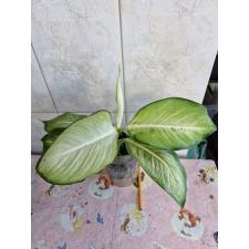 Dieffenbachia Saeng Chantra M pot