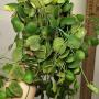 Dischidia sp. (aff. imbricata red leaf) Burma (#544)