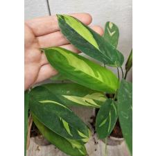 ctenanthe golden 'mosaic' (S) стакан