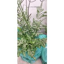 Pteris ensiformis victoriae