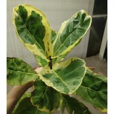 Ficus lyrata variegata 8500р