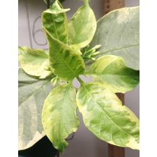 Tabernaemontana divaricata (white margin leaf) 260