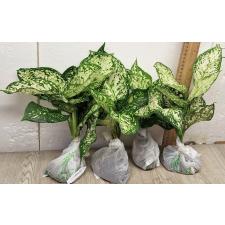 Аглаонема Аньямани белая / Aglaonema Anyamanee - White A-12