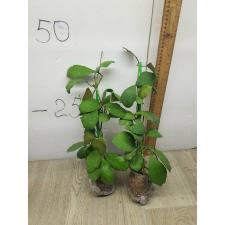 Hoya waymaniae No.2 (round leaf) (#235) 313