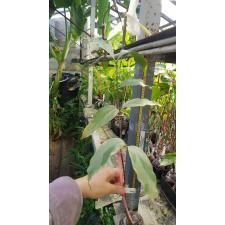 Kopsia arborea variegated (albomarginata 399/1