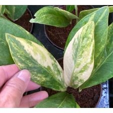 Anthurium jenmanii variegated 179
