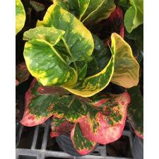 Codiaeum Amnat Charoen (F1) 75