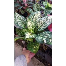 Aglaonema sp White 12 см горшок,