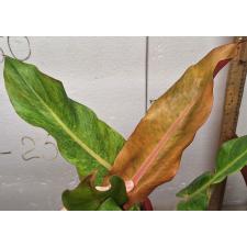 Philodendron ORANGE MARMALADE
