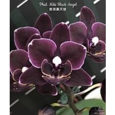 Phal. Miki Black Angel 2.5 B10 June