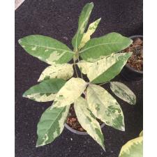 Crateva adansonii (white variegated)360