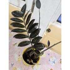 Zamioculcas zamiifolia (black leaf) pot