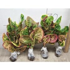 Codiaeum A7 Siam Liger