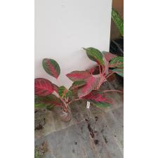 Aglaonema Amnat Charoen 4A 1100p