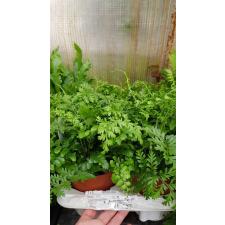 Asplenium Parvati