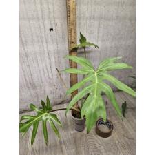 philodendron sp angustisectum