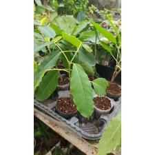 Ficus racemosa (s) стакан по 550р
