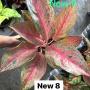 Aglaonema NEW8 Nalamongkon