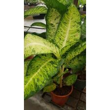 dieffenbachia white amazon