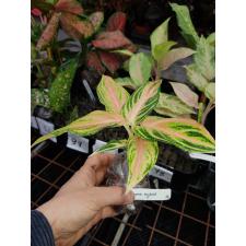 Aglaonema pink vanilla 78