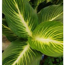 Dieffenbachia Sterling (Compact form)