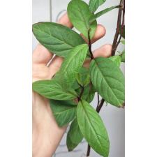 Псидиум гуаява (Красные листья) / Psidium guajava (red leaf) 234