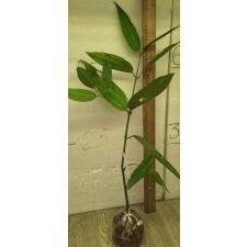 Коричник бежолгхота / Cinnamomum bejolghota 24